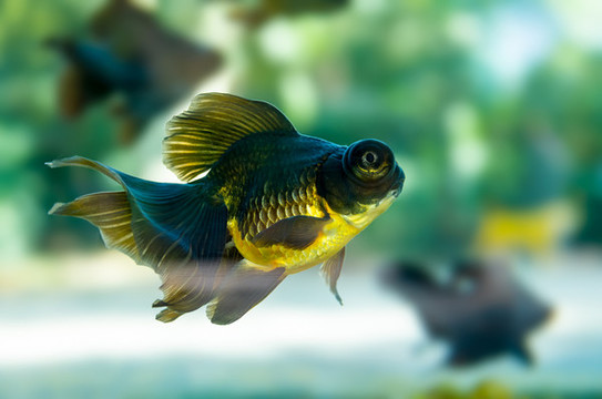 金魚特寫