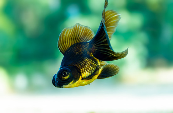 金魚特寫