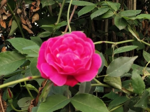 月季花