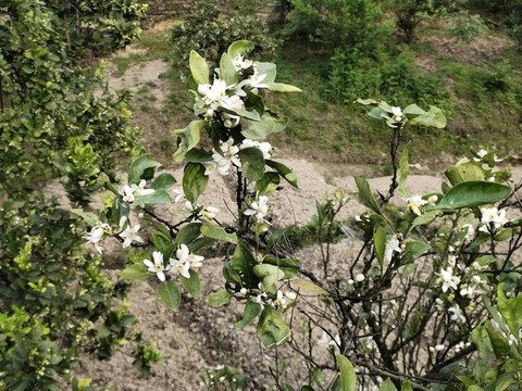 柚子花