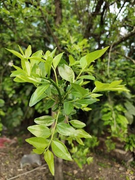 棗樹嫩葉特寫