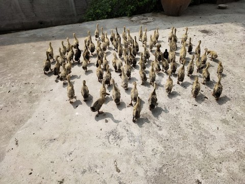 一群小鴨子