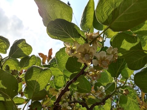 楊桃花特寫