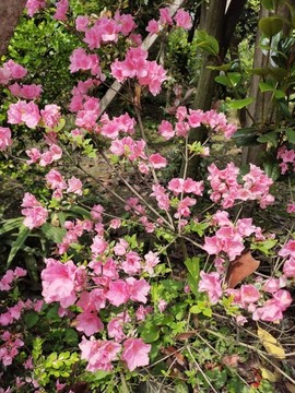 粉色杜鵑花