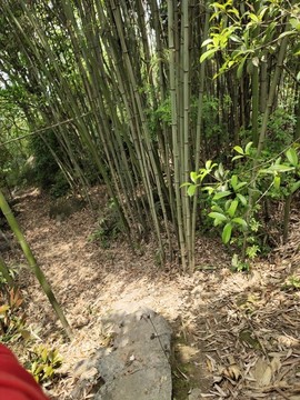 竹林與小路