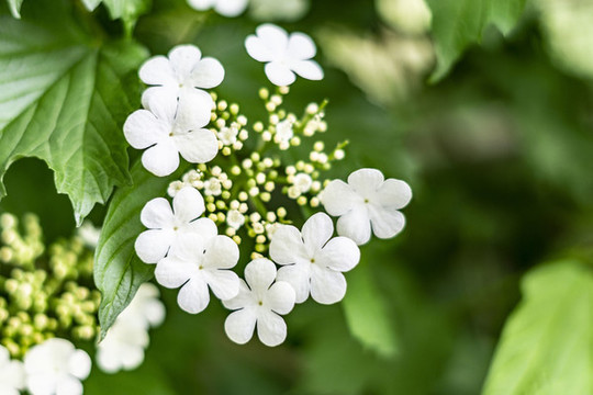 瓊花