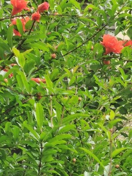 石榴花