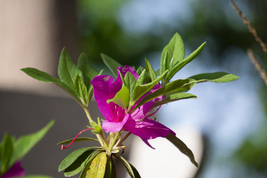 杜鵑花