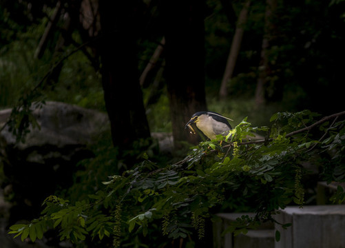 夜鷺