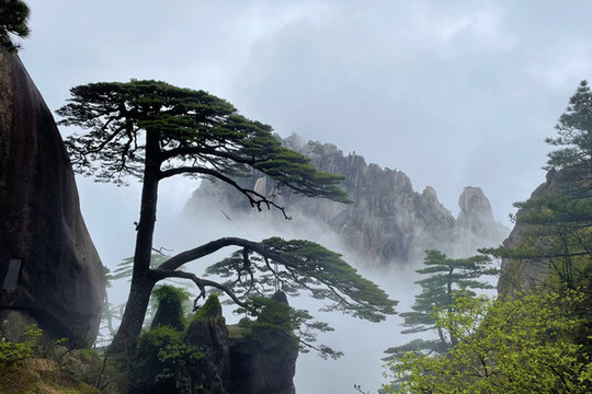 黃山迎客松