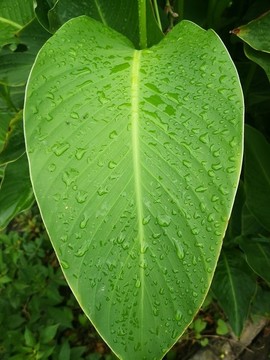 綠色植物葉子