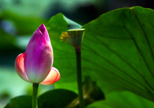 荷花