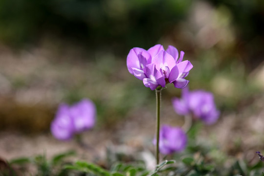 米口袋