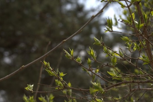 京城梨園觀梨花