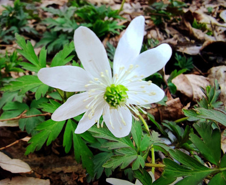 小白花