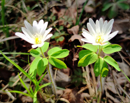 小白花