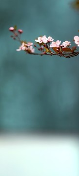 李子花壁紙圖