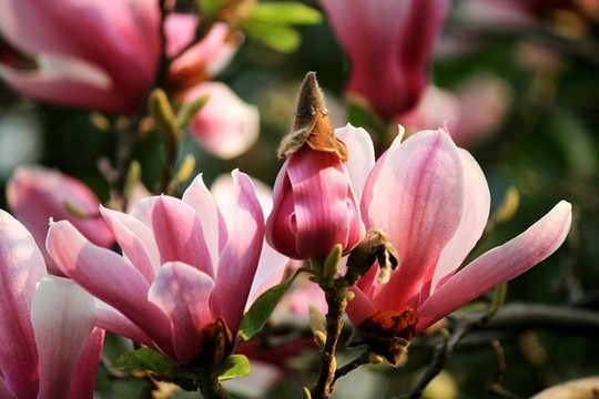 玉蘭花
