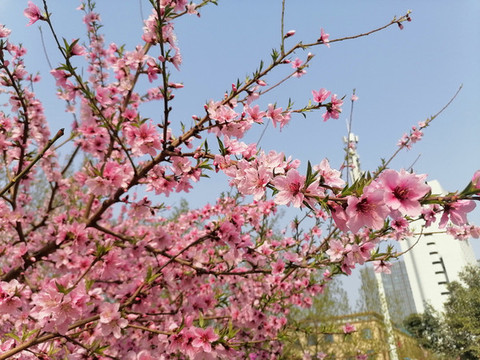 桃花