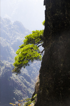 黃山松