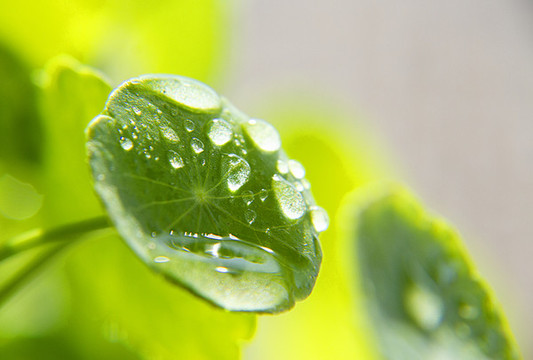 雨露滋潤銅錢草