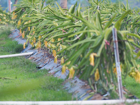 火龍果種植基地