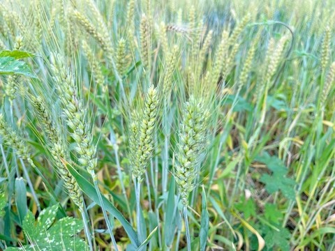 小麥
