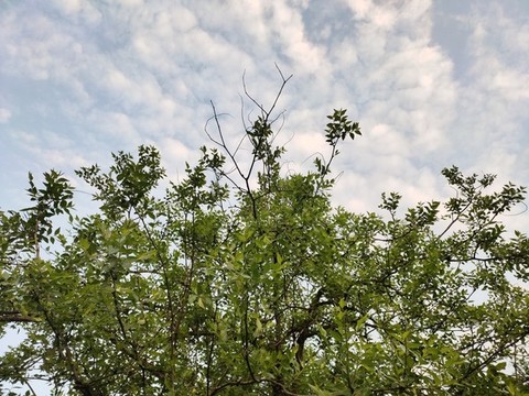 棗樹(shù)綠葉背景