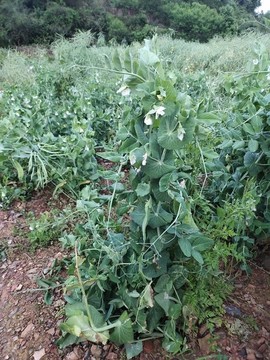 豌豆植株特寫