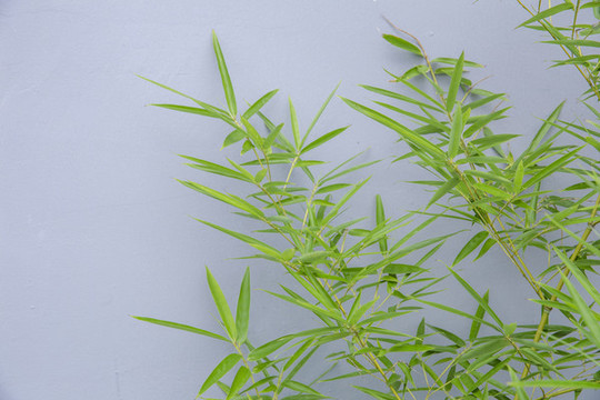 竹枝竹葉