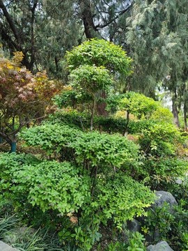 園林景觀樹