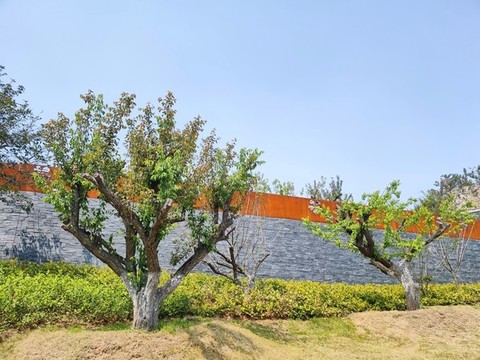 園林綠化景觀樹(shù)