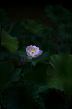 荷花塘