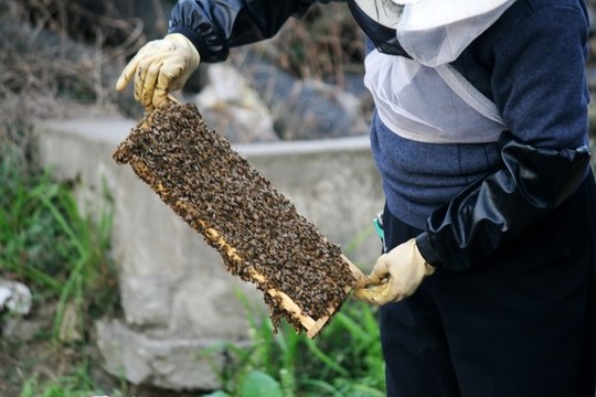 蜜蜂