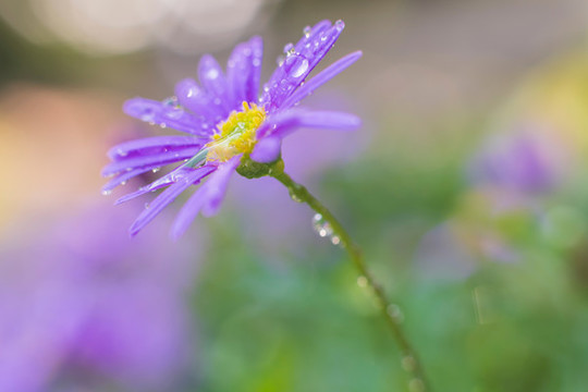 微距下的花花草草