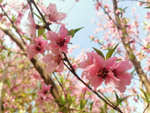 桃花