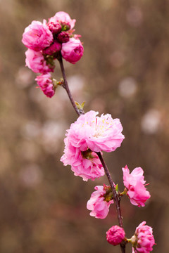 桃花花蕾