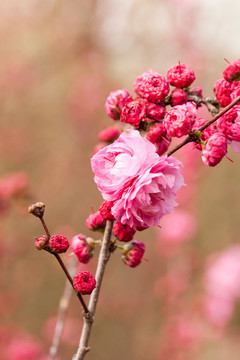 桃花花蕾