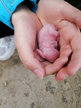 幼兔
