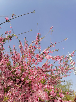 春天桃花