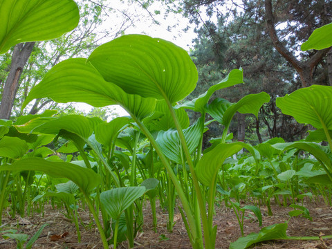 春天公園綠色植物玉簪