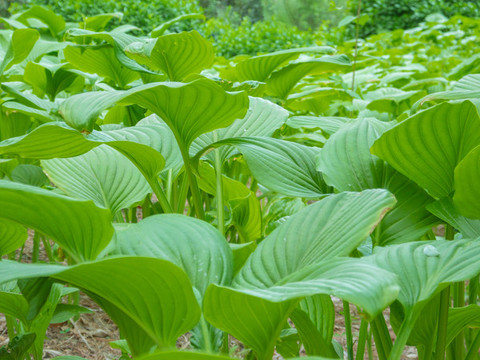 春天公園綠色植物玉簪