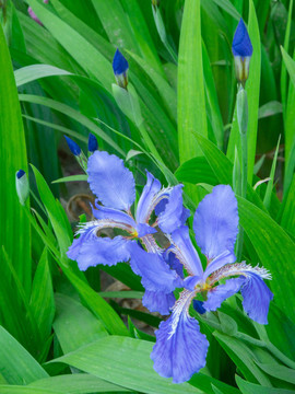 春天的紫蝴蝶鸢尾花