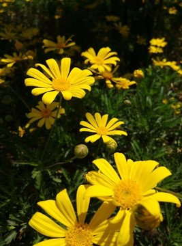 小黃花