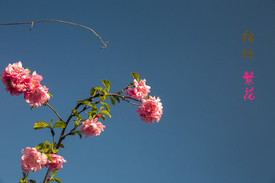 枯枝與繁花