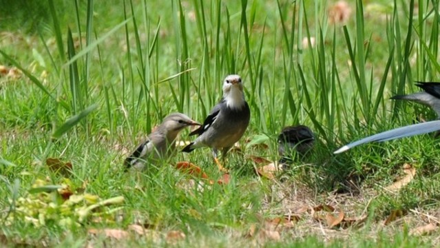 椋鳥