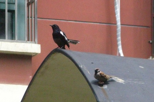 鵲鴝與麻雀