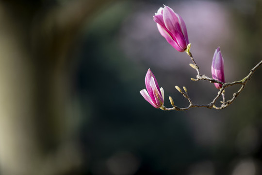 玉蘭花