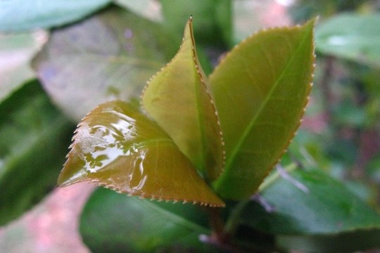山茶花嫩葉