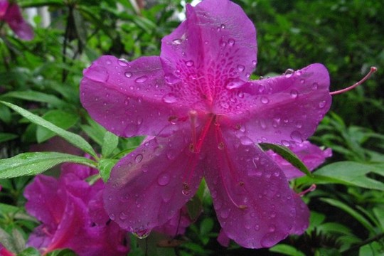 杜鵑花